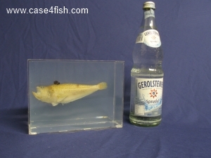 Foto Galerie/Perciformes/Percoidei/Echiichthys vipera/Echiichthys vipera_08_S.jpg